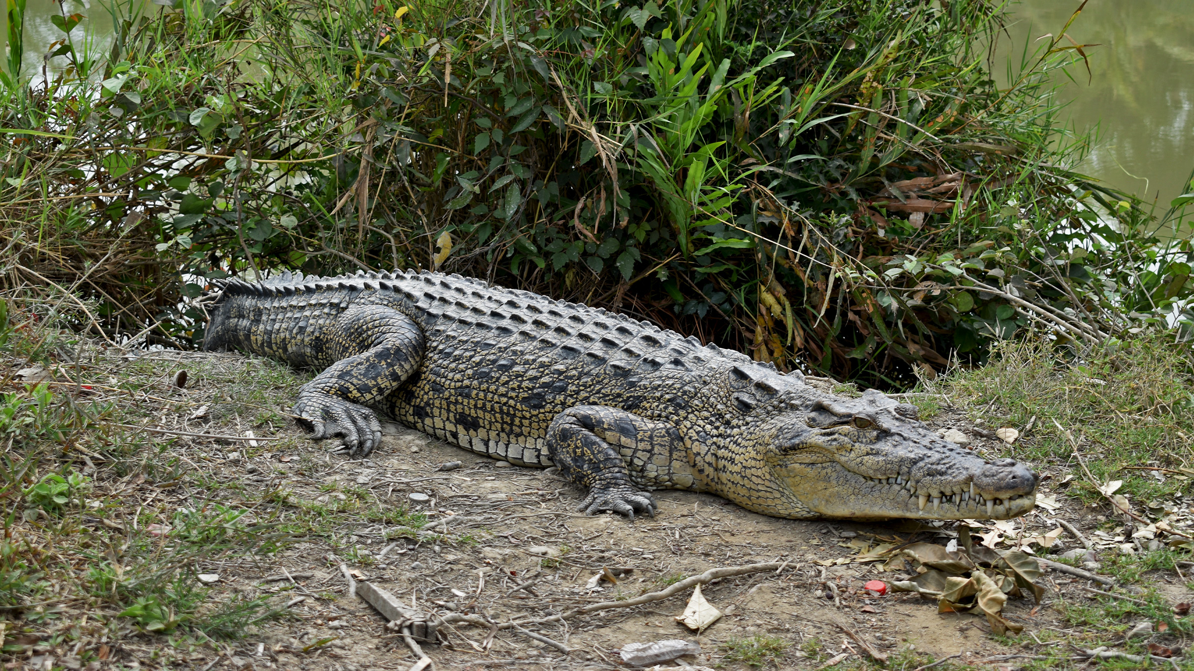 Saltwater-Crocodile