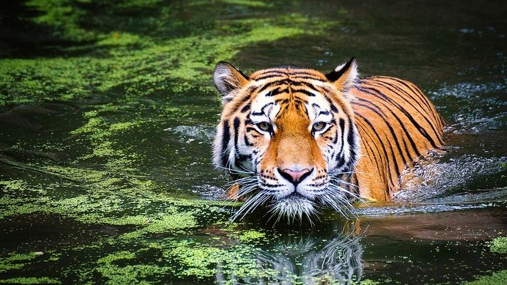 Sundarbans National Park