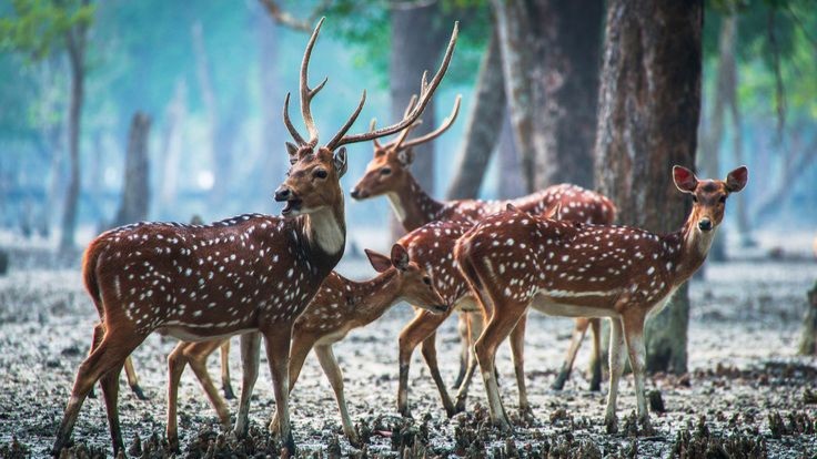 my bangladesh